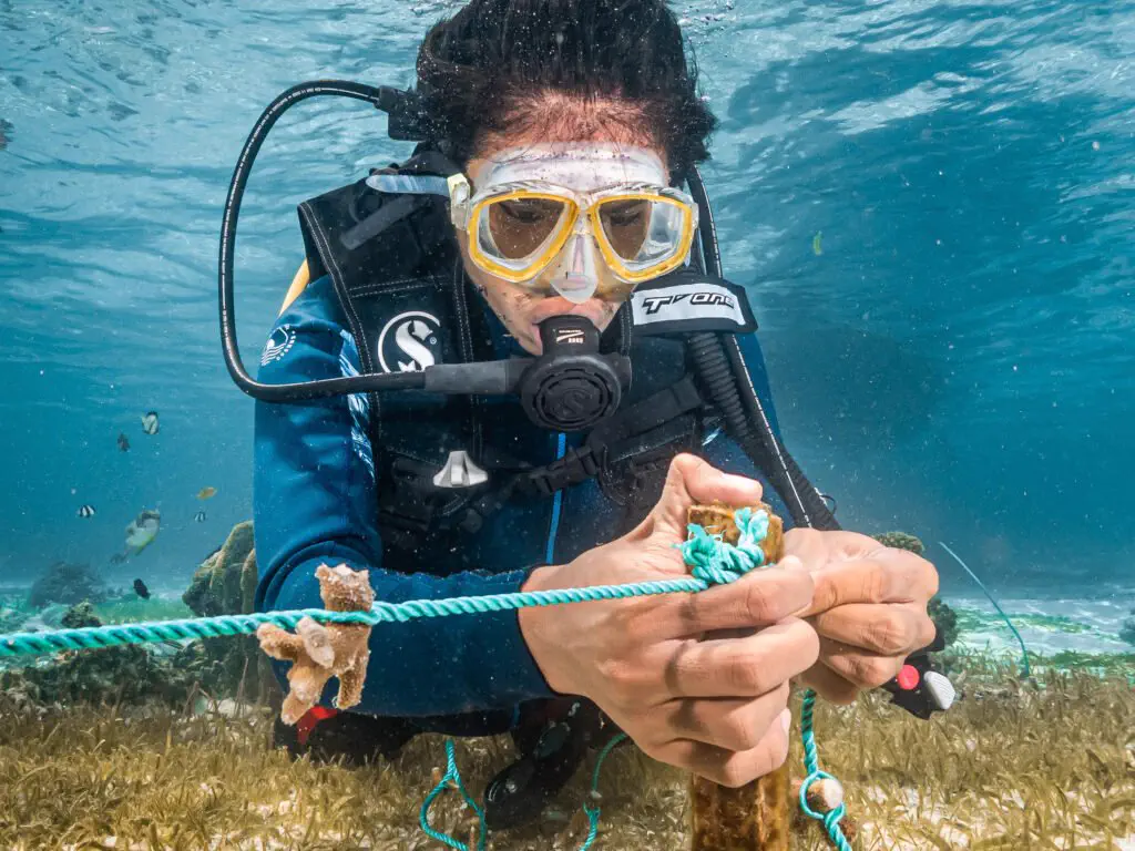 Coral gardener attaching a rope seeded with coral fragments
