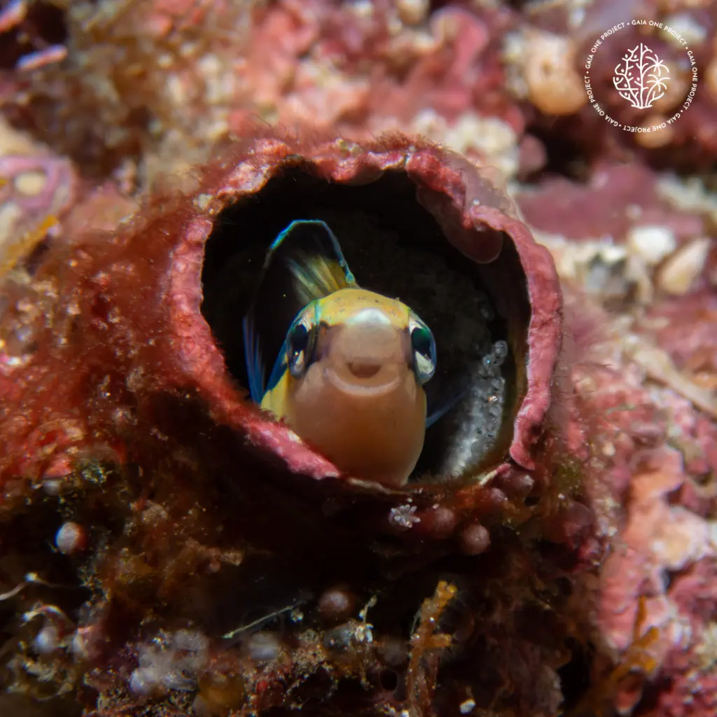A fish sheltering inside a barrel sponge on a Bira reef
