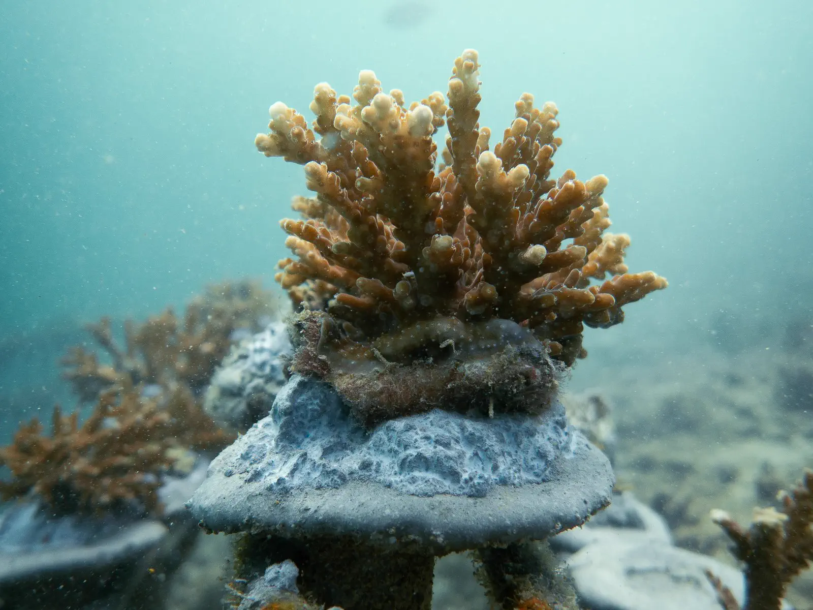 Coral restoration work in Kota Kinabalu