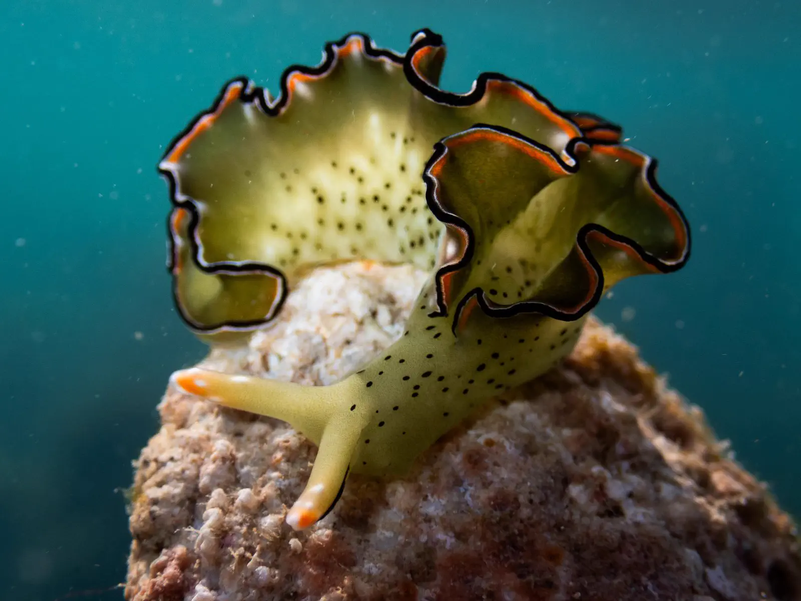 A green nudibranch on the reef in Kota Kinabalu