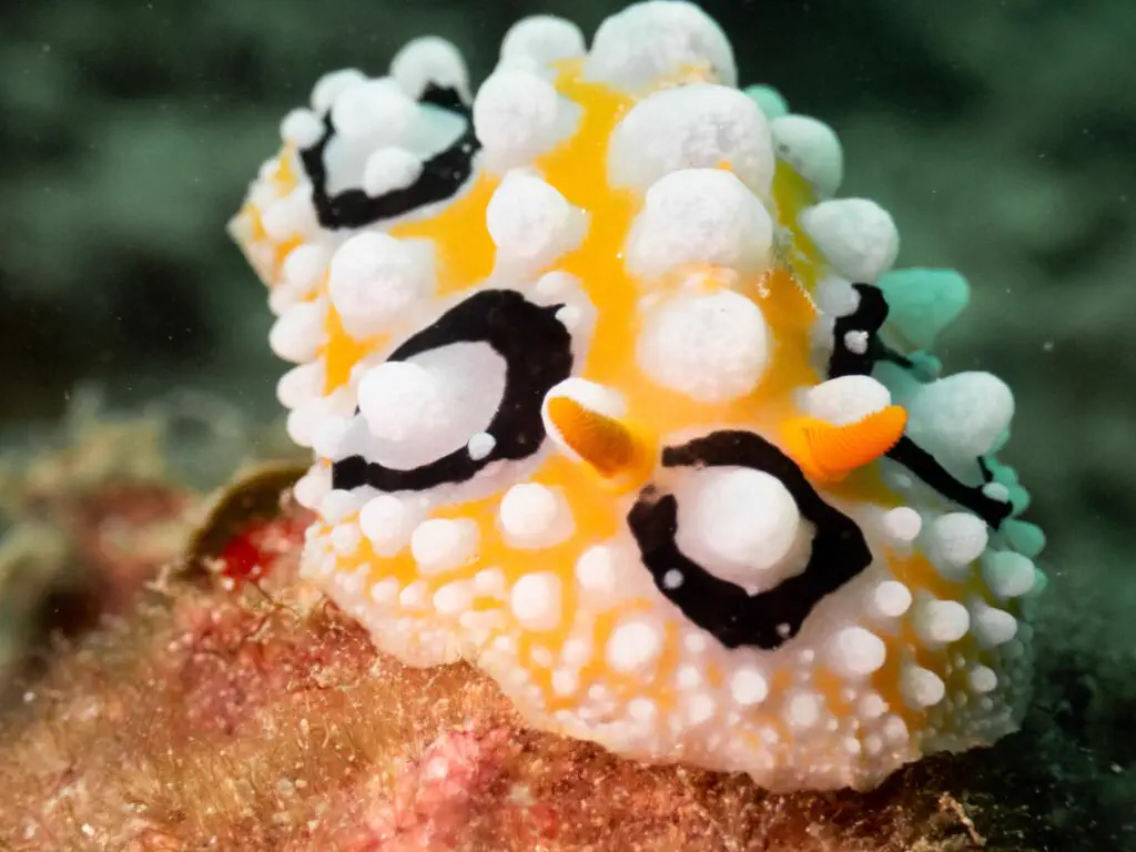 A yellow nudibranch on the reef in Kota Kinabalu