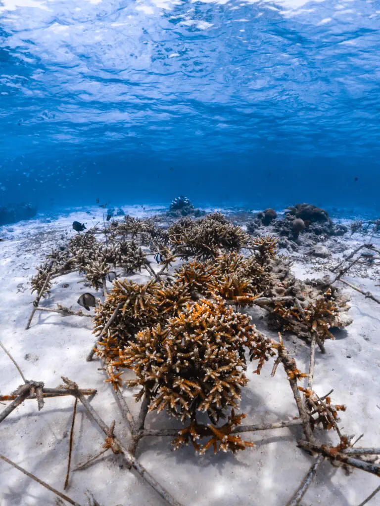 Liukang coral nursery