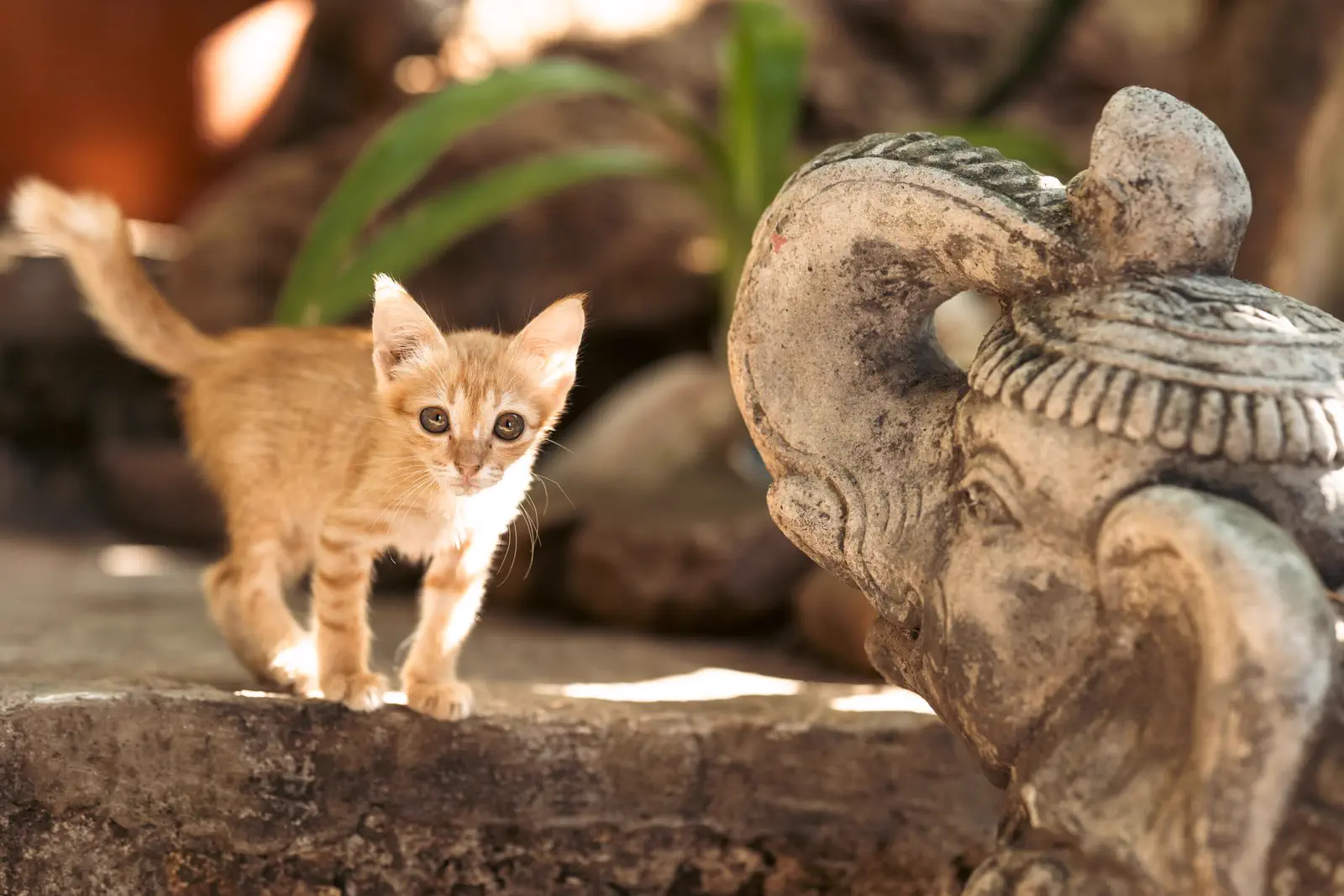 A kitten at the GaiaOne lodge in Bira, beside a carved stone elephant