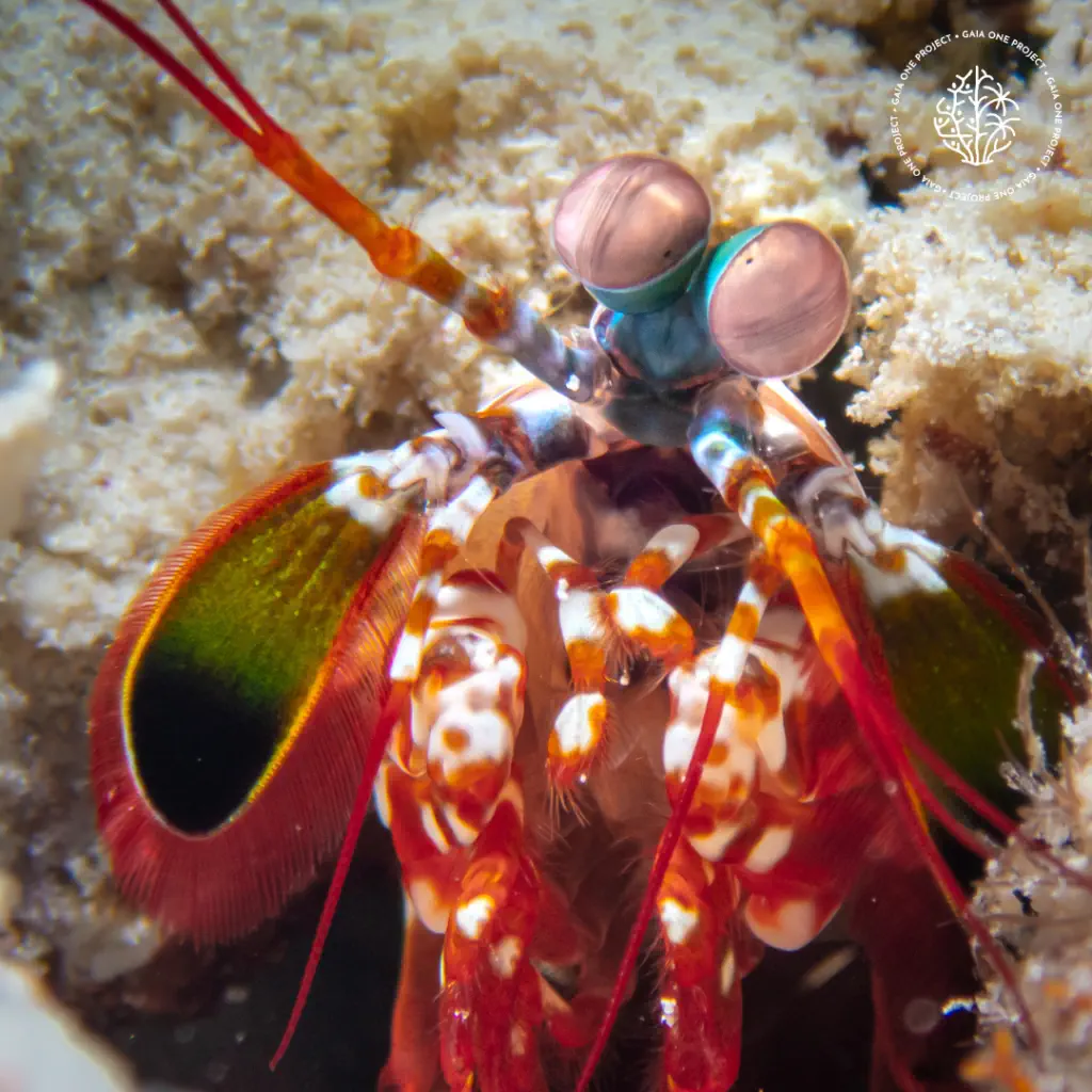 A mantis shrimp on the reef in Bira, South Sulawesi