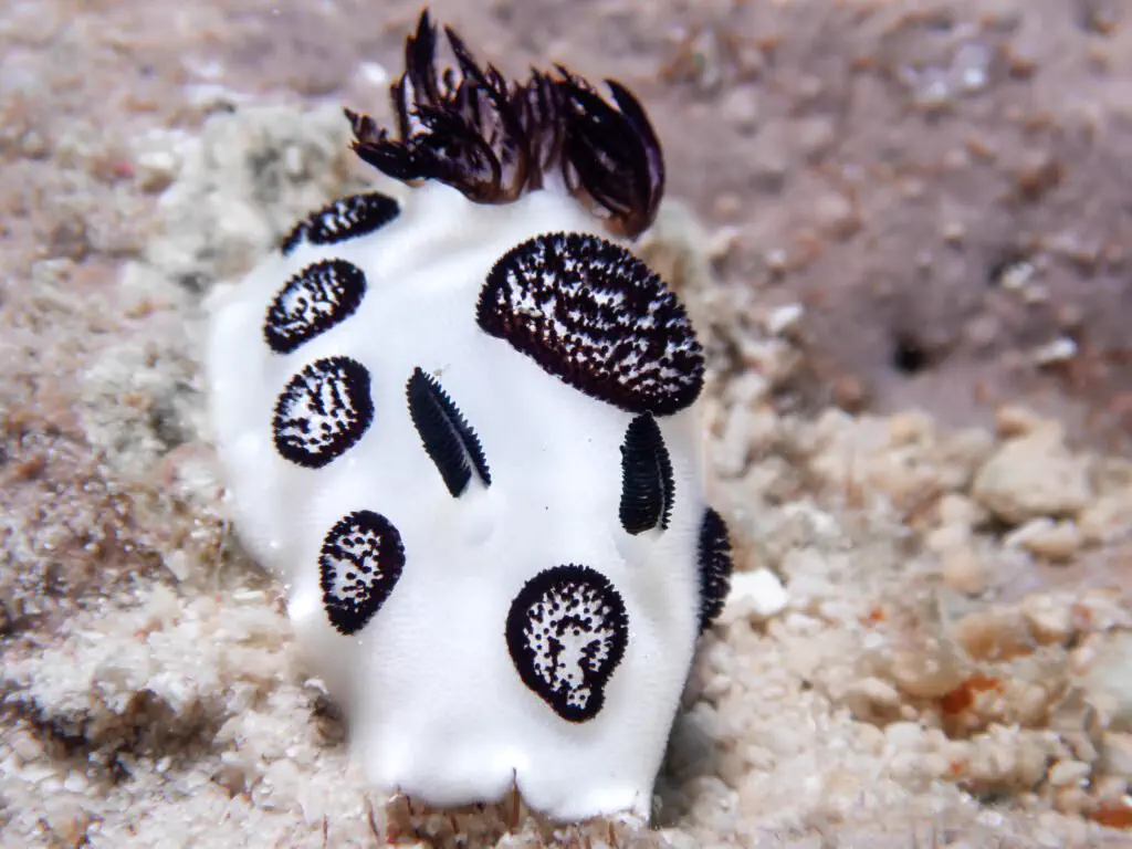 A spotted nudibranch on the reef off Bira