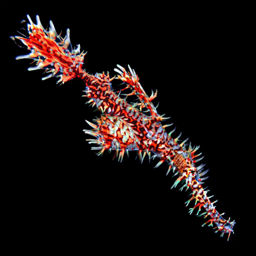An ornate ghost pipefish among the coral gardens of Bira