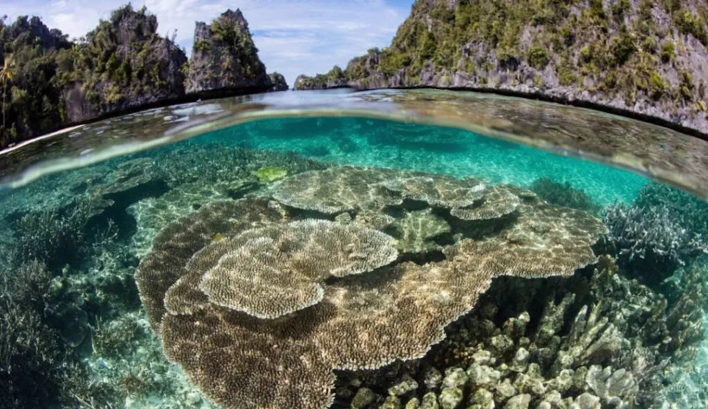 Coral reef in Raja Ampat, West Papua