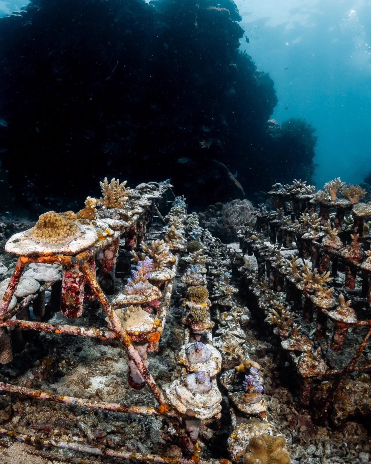 Tevana House Reef