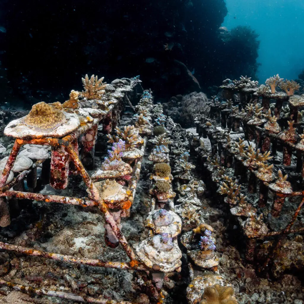 Tevana House Reef coral nursery