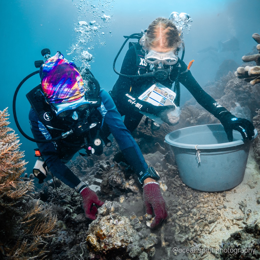 Two divers tending transplanted coral at a reef coral farm in Maratua