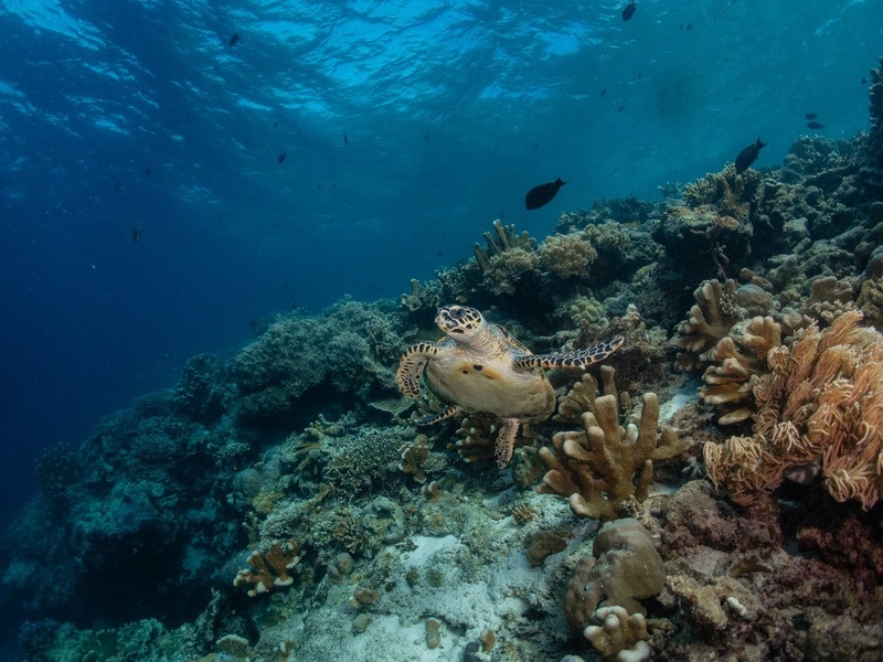 Coral reef in Maratua