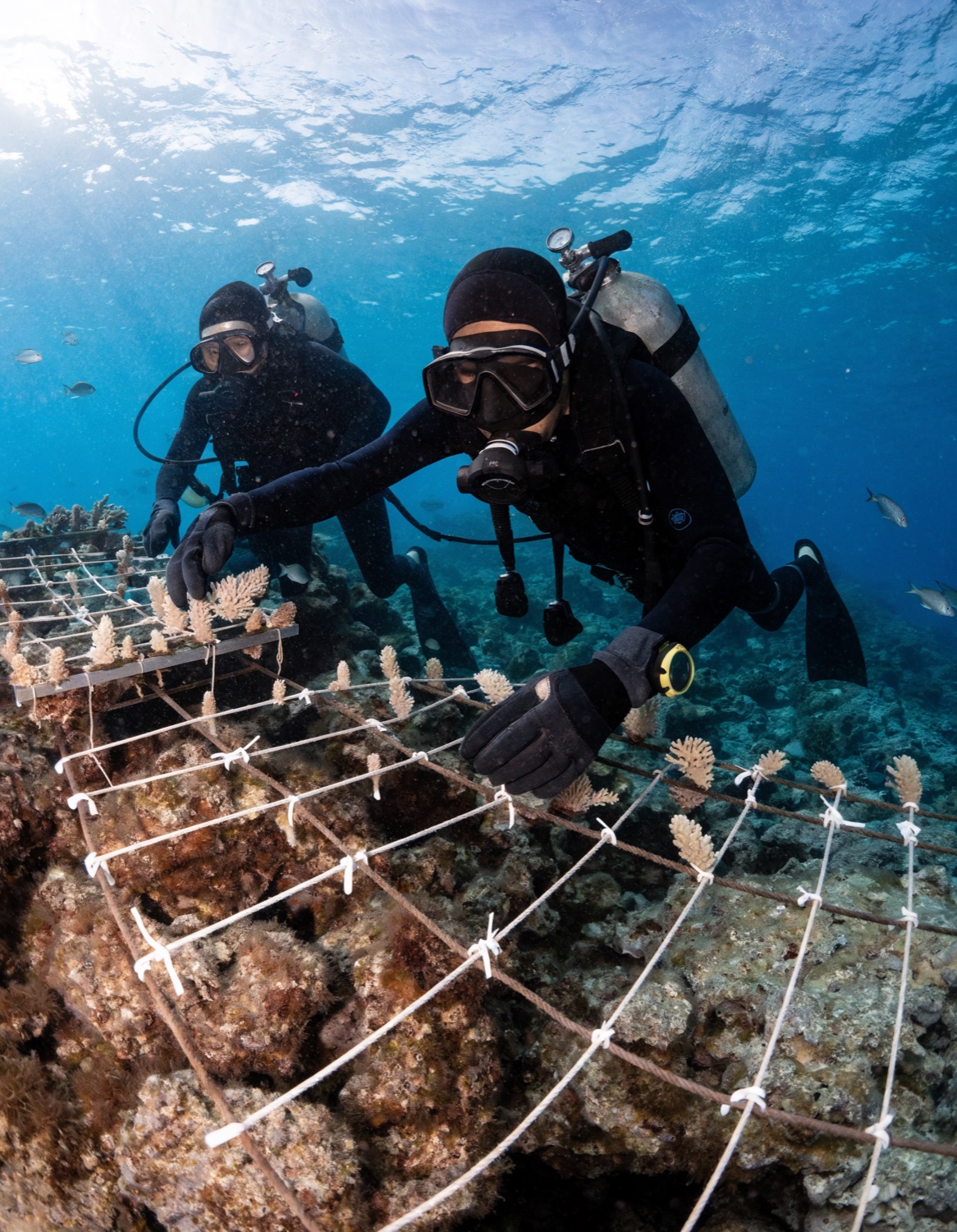 Two divers tending coral fragments at a reef restoration nursery in Raja Ampat