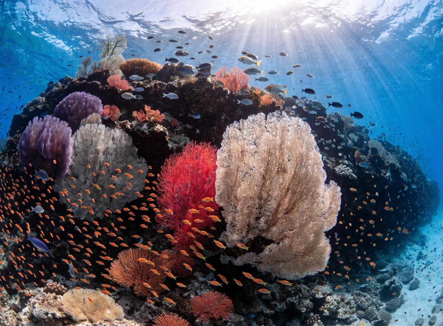 Coral reef in Raja Ampat